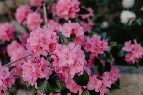 杜鵑花盆栽|杜鵑花種植指南：土質選擇與養護祕訣 